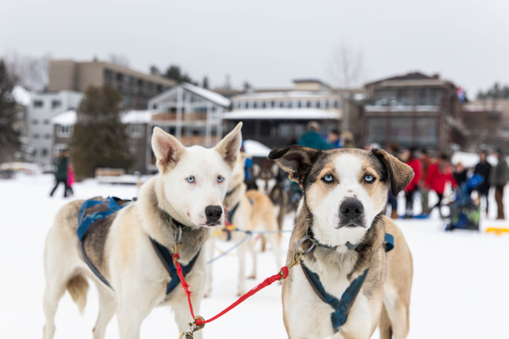 A Winter Rush: Adirondack dog sledding